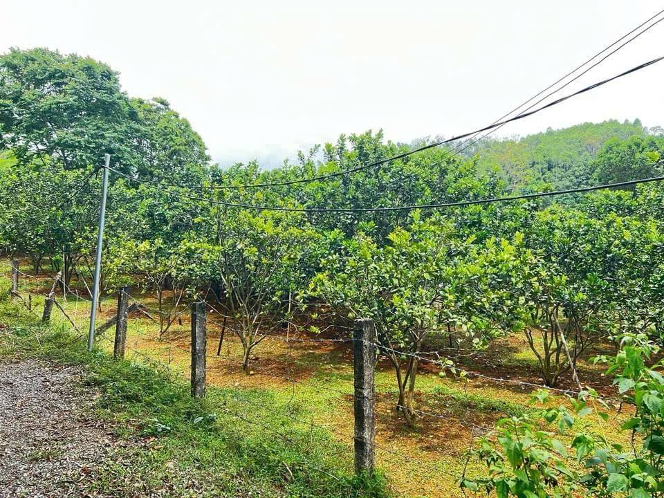 Đất thổ cư 400m² tại Tử Nê, Tân Lạc, Hòa Bình - Giá chỉ 1.9 tỷ!