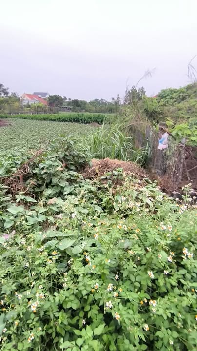 Lô đất mặt tiền đường liên xã Nghĩa Lâm 115m² giá chỉ 800 triệu - Đầu tư sinh lời ngay!