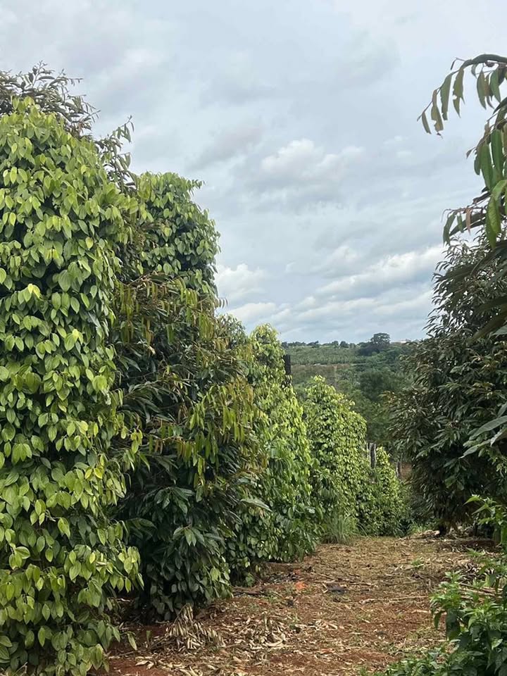 Farm đất Ea Ral, huyện Ea H'leo, 14,000m² giá 3.2 tỷ - Đầu tư sinh lời!