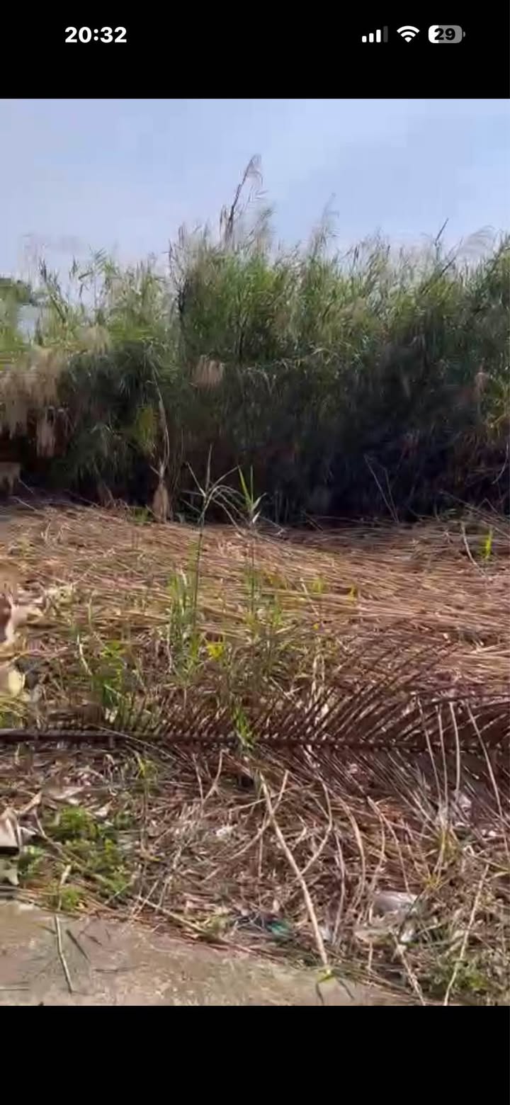 Đất vườn 1 công tại Bình Tâm, Tân An giá 2.2 tỷ - Cơ hội đầu tư hấp dẫn!