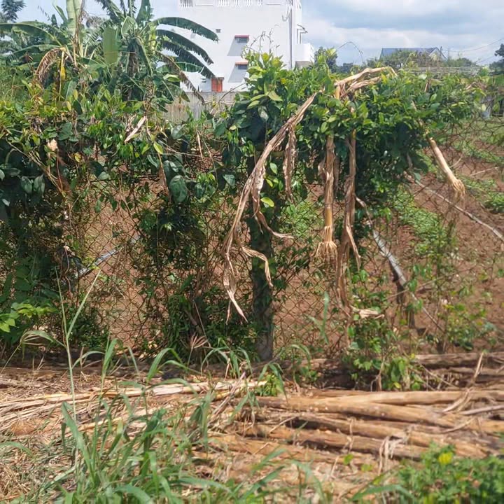 Đất nền Hòa Long, TP. Bà Rịa 224m² giá 2.9 tỷ - Cơ hội đầu tư sinh lời!