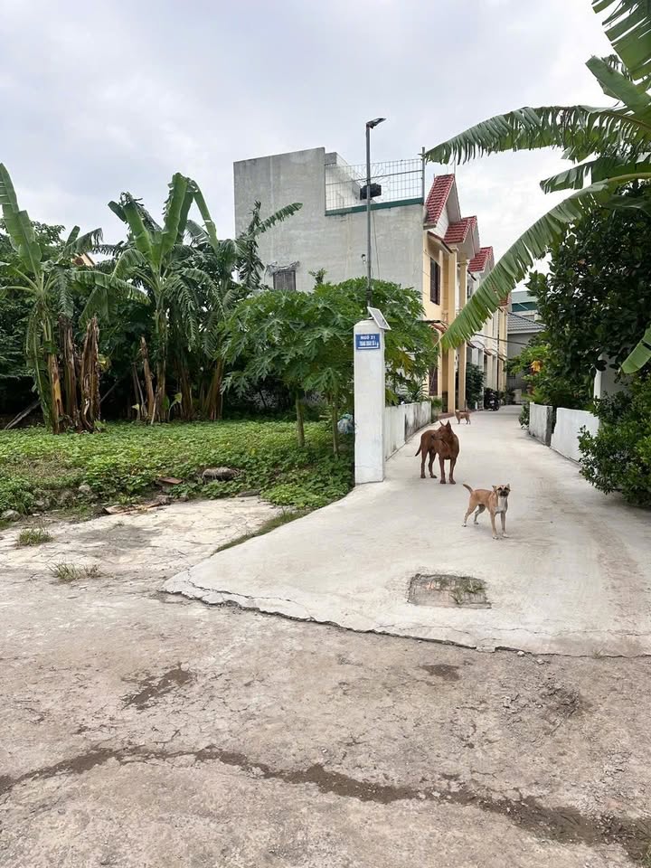 Đất nền đường Trang Quan, An Đồng, An Dương 110m² - Cơ hội đầu tư hấp dẫn!