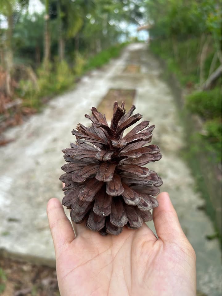 Đất nền Tuyên Quang 176m² giá 7.5 tỷ - Cơ hội đầu tư lý tưởng!