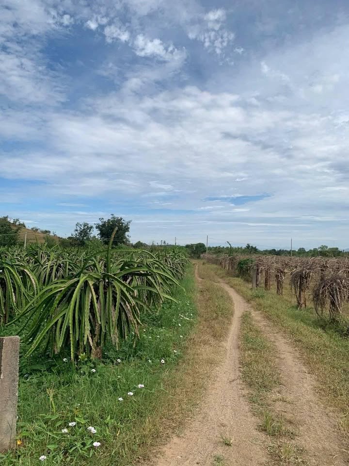 Đất trồng cây 560m² tại Hàm Trí, Hàm Thuận Bắc - Giá chỉ 560 triệu!