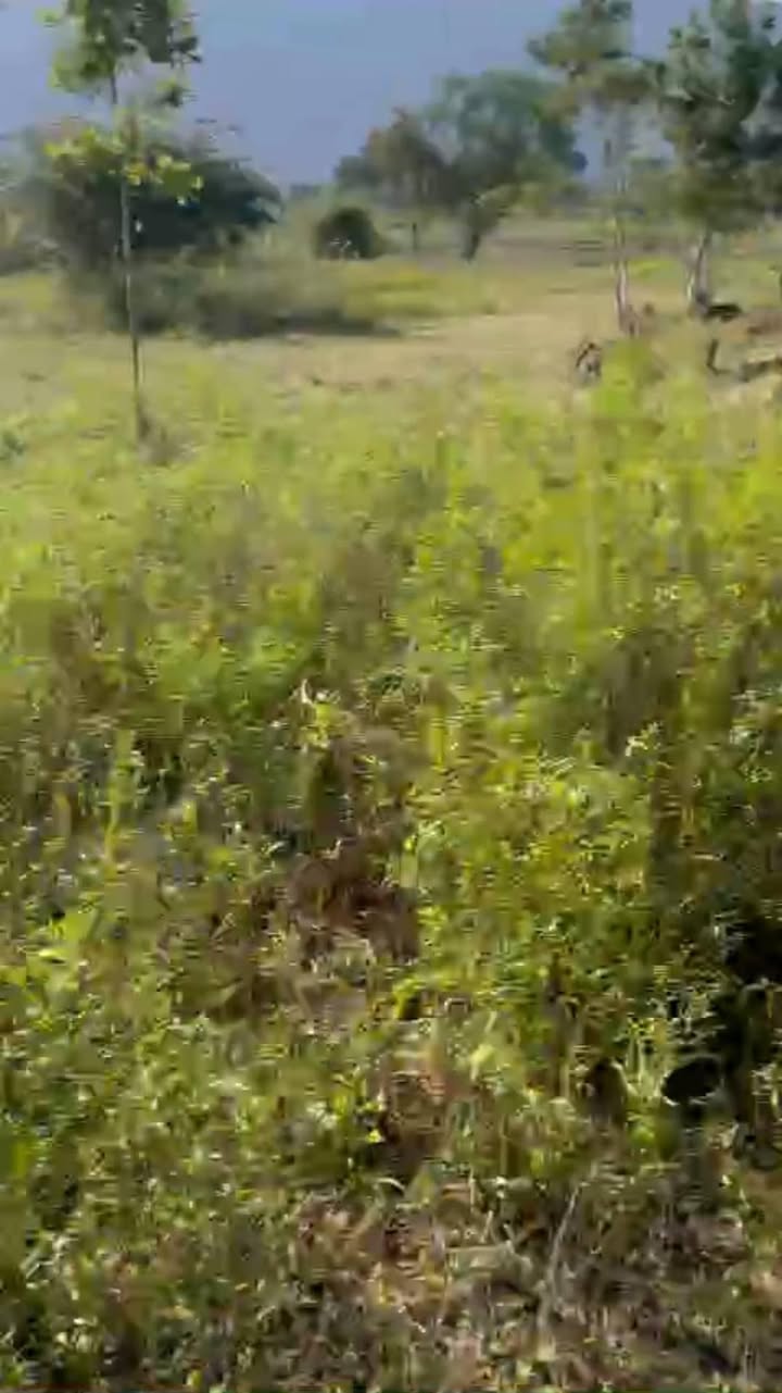 Đất Farm 10.000m² tại Thuận Minh, Hàm Thuận Bắc chỉ 650 triệu - Cơ hội đầu tư hấp dẫn!