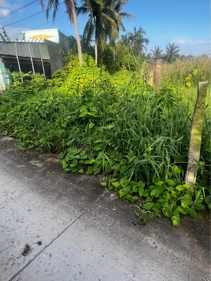 Đất nền mặt tiền đường Nguyễn Biểu, Vĩnh Lợi, 493m² giá 1.59 tỷ - Đầu tư sinh lời ngay!