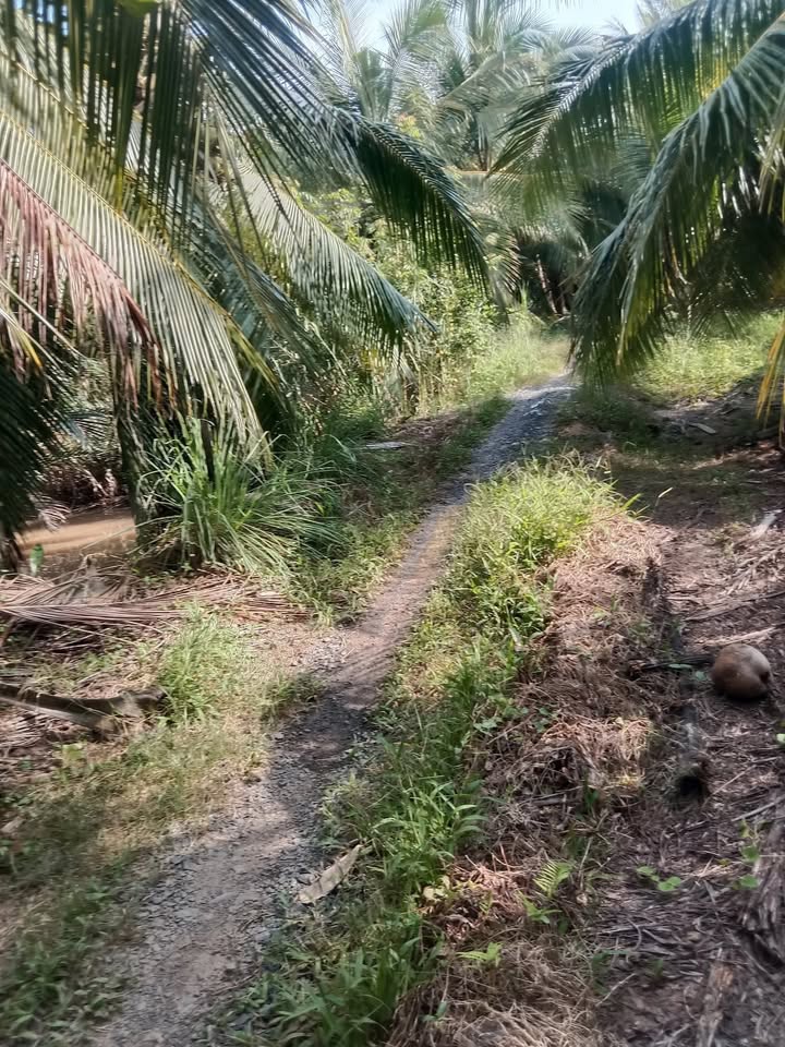 Đất vườn dừa Thạnh Trị, Bình Đại 2000m² giá 500 triệu - Lợi nhuận cao từ trang trại!