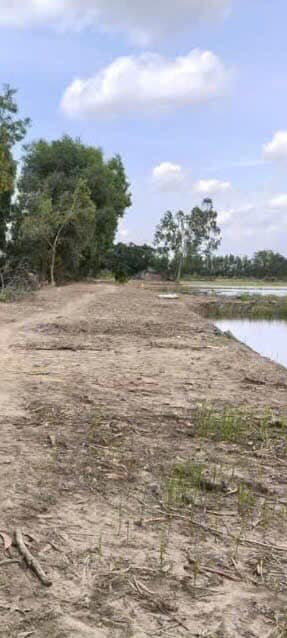 Đất Lúa 83.000m² xã Thạnh Tân, Tân Phước - Giá chỉ 1.336 tỷ!