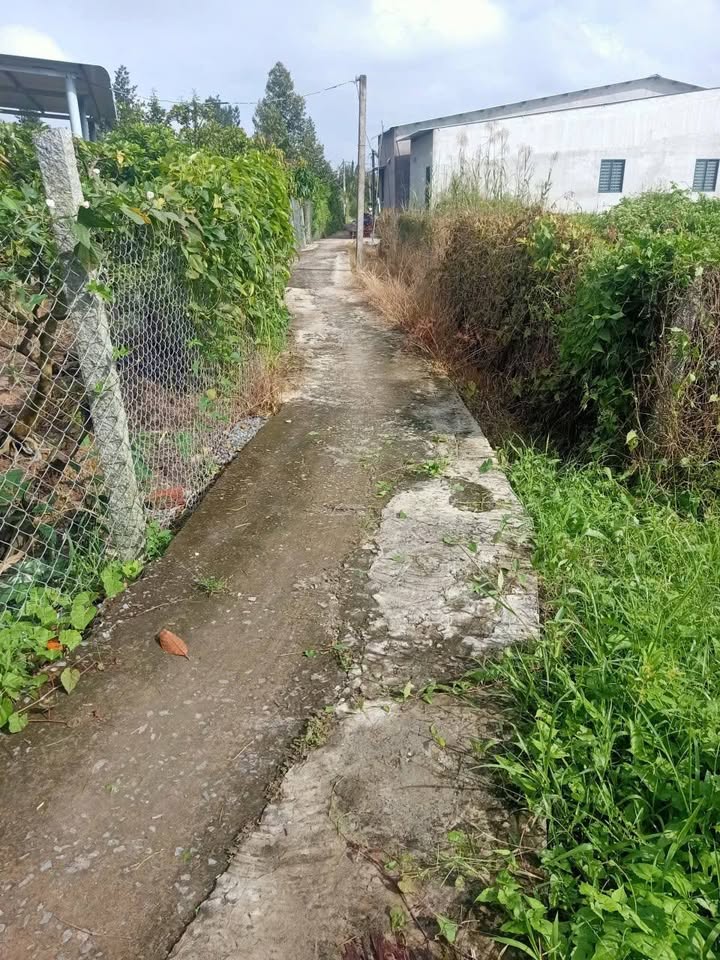 Đất nền có Sầu Riêng tại Xã Long Tiên, 150m² chỉ 300 triệu - Cơ hội đầu tư hấp dẫn!