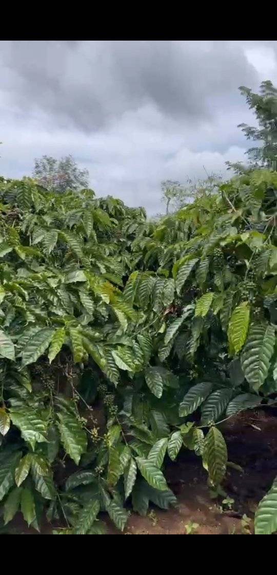 Đất nền Hòa Trung, Di Linh 28.000m² giá 7 tỷ - Đầu tư sinh lời cao!