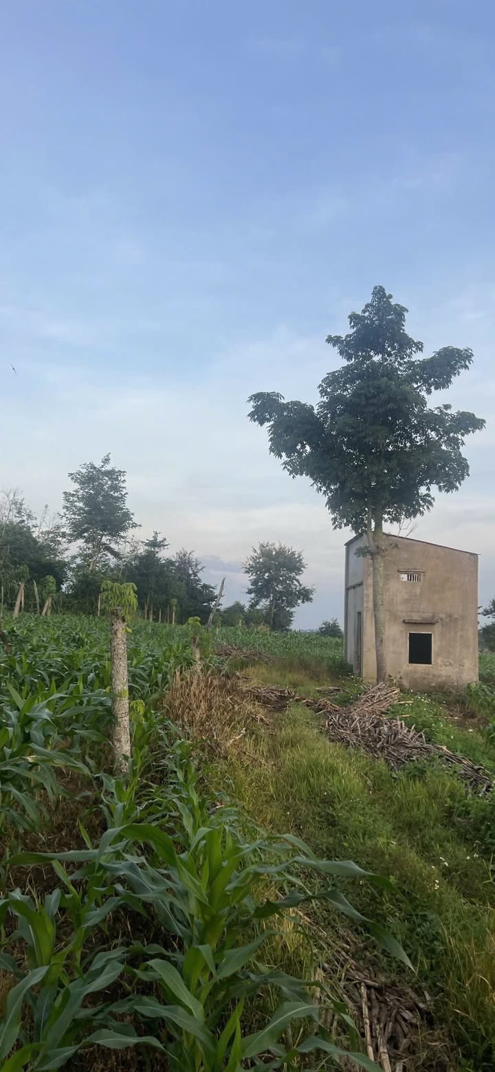 Đất nền Ea Blang Buôn Hồ 7100m² - Giá chỉ 800 triệu, cơ hội đầu tư tuyệt vời!