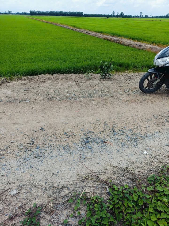 Đất lúa 1,4 mẫu tại xã Long Thạnh, Thủ Thừa, Long An - Giá chỉ 1,8 tỷ!