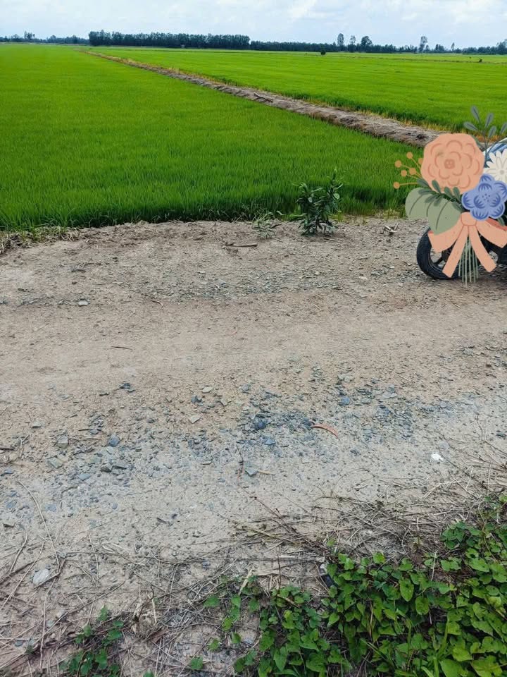 Đất lúa 1,4 mẫu tại xã Long Thạnh, Thủ Thừa giá 1,8 tỷ - Đầu tư sinh lời ngay!