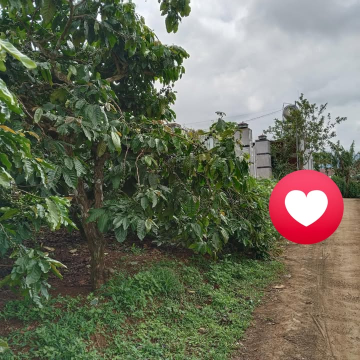 Đất Tân Nghĩa Di Linh 14,400m² giá 3.7 tỷ - Đầu tư sinh lời hấp dẫn!