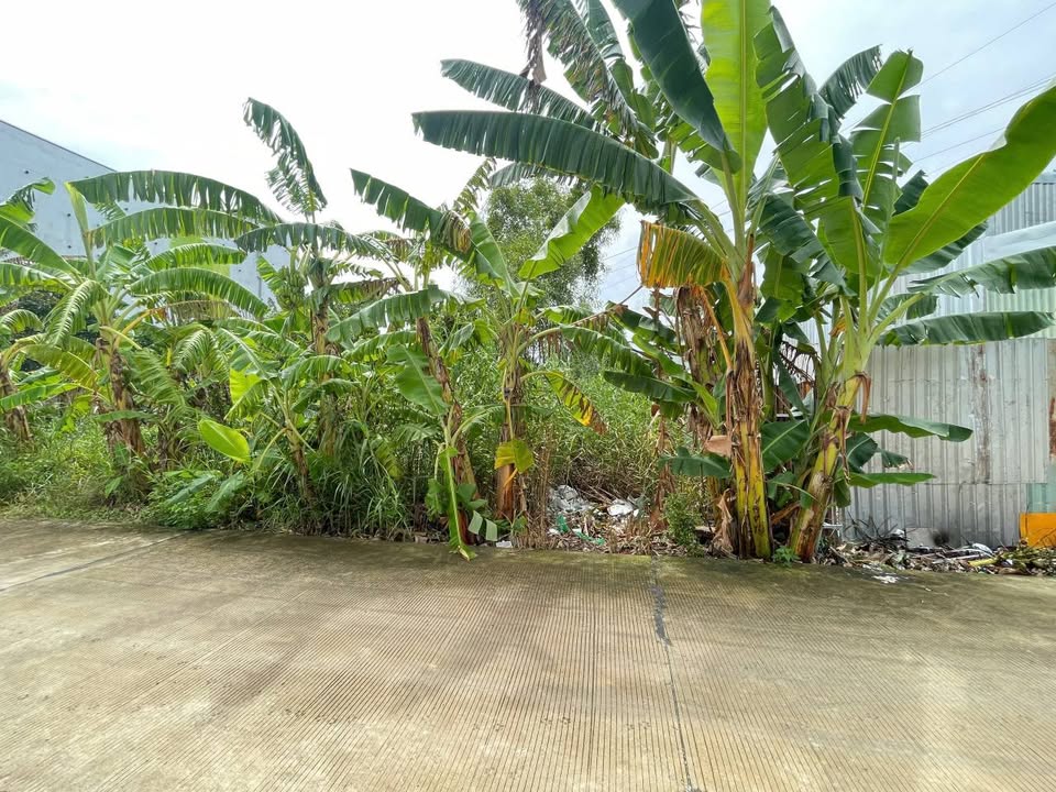 Đất thổ cư 165m² đường Mạc Thiên Tích, Rạch Giá - Giá chỉ 650 triệu!