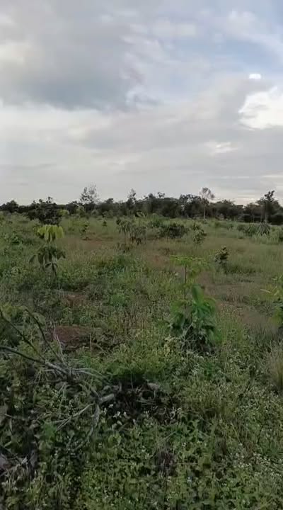 Đất nền Phú Trung, Phú Riềng 17.500m² giá 1.3 tỷ - Cơ hội đầu tư tuyệt vời!