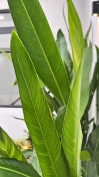 Nhà phố đường Huỳnh Tấn Phát, quận 7, diện tích 110m², giá 4.38 tỷ - Sổ riêng, sân vườn thoáng đãng!