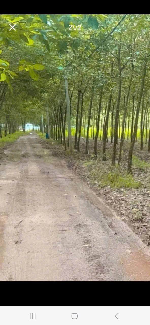 Đất Farm 4.5ha mặt tiền Cao su tại Tân Hiệp, Phú Giáo - Giá chỉ 55 tỷ!