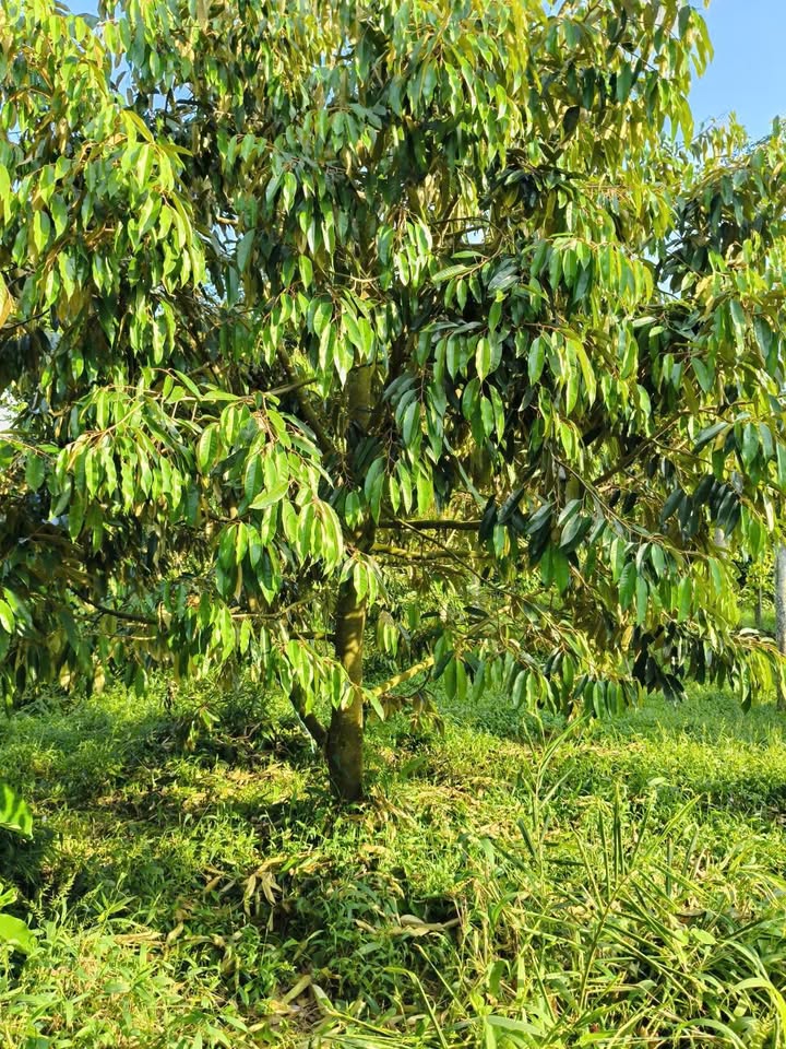 Đất nông nghiệp Ea Ktur 18,000m² giá 300 triệu - Phù hợp đầu tư sầu riêng!