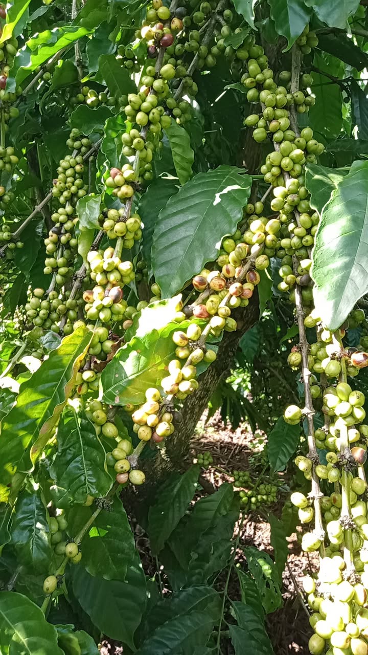 Đất Farm 2.2ha tại Ia Ka, Chư Păh - Đầy tiềm năng đầu tư chỉ 7 tỷ!