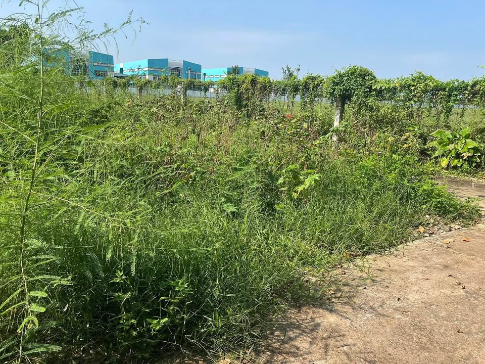 Đất thổ cư Ninh Phúc 72,5m² giá chỉ 1,5 tỷ - Ngõ oto vào tận nơi!