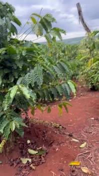 Đất nền 1,5ha tại Ea Ral, Ea H'leo - Giá chỉ 3.2 tỷ, chính chủ bán gấp!