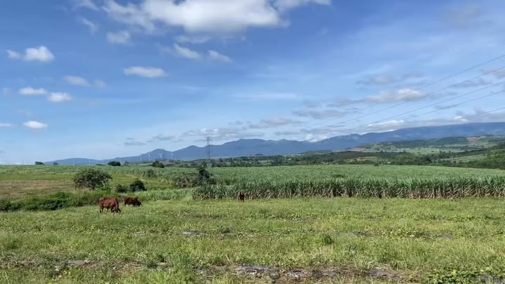 Farm đất nông nghiệp An Trung 6ha giá 1.75 tỷ - Đất đẹp, sẵn sàng thu hoạch!