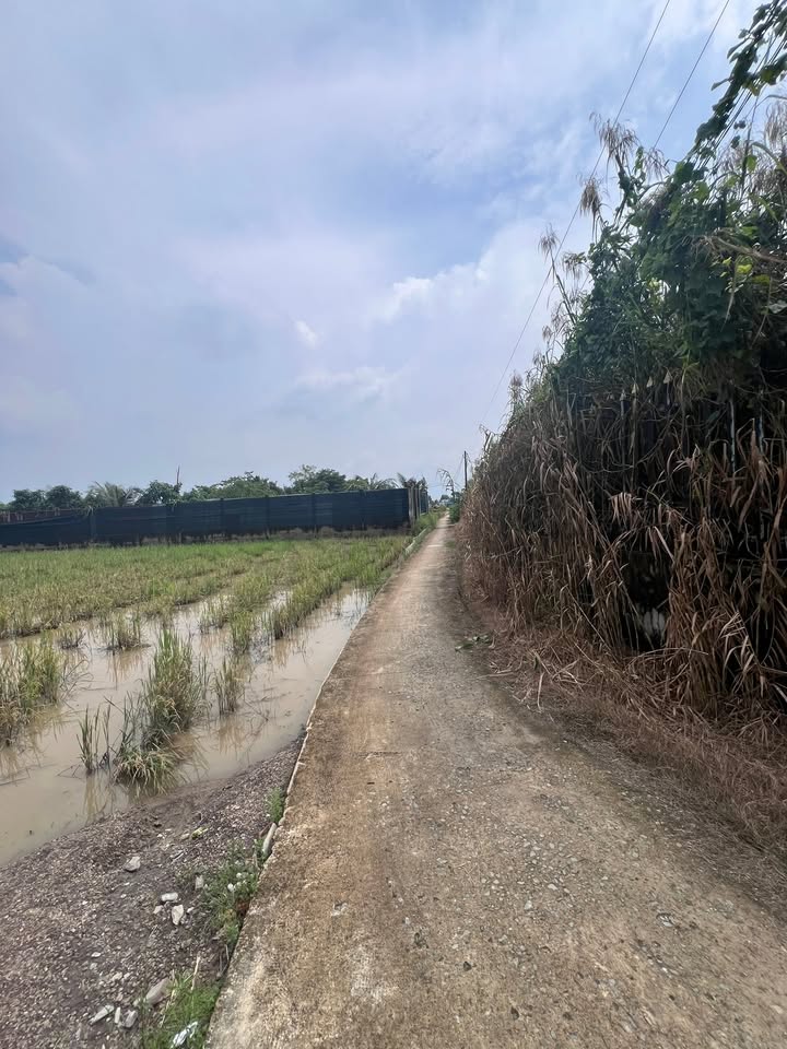 Đất vườn 1500m² chính chủ tại xã Quy Đức, Bình Chánh - Giá chỉ 10.5 tỷ VND!