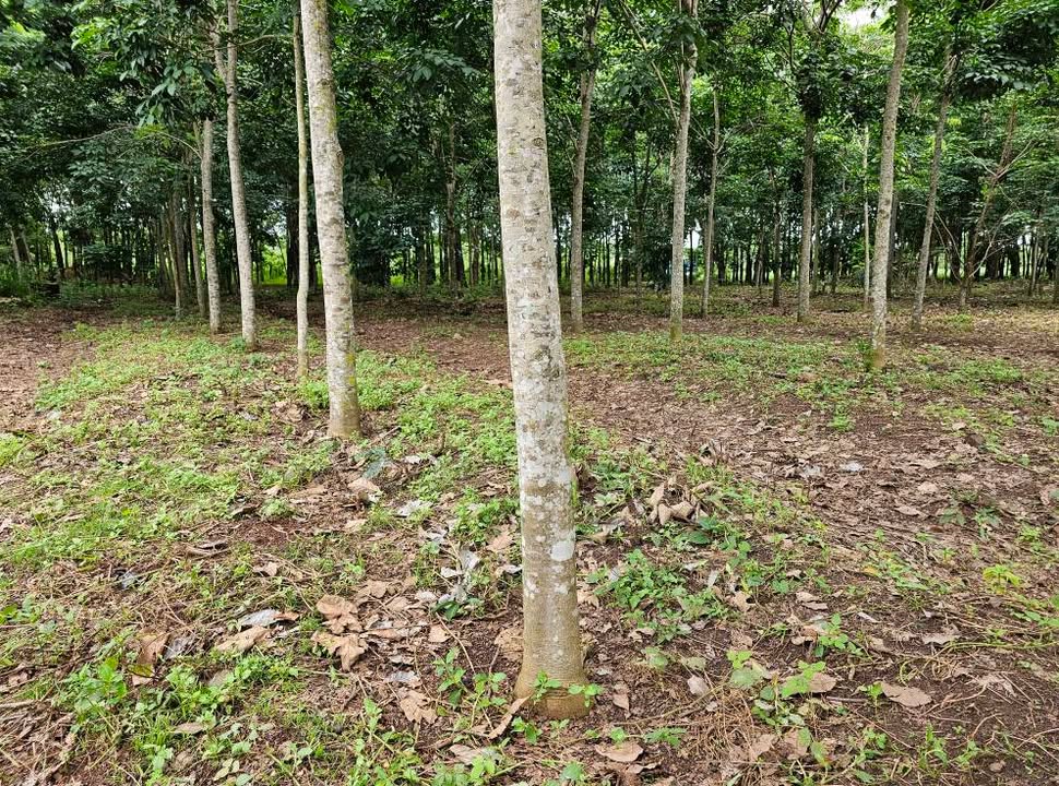 Đất nền ấp 3 xã Thanh Hoà Bù Đốp 10.000m² giá 1.45 tỷ - Cơ hội đầu tư tuyệt vời!