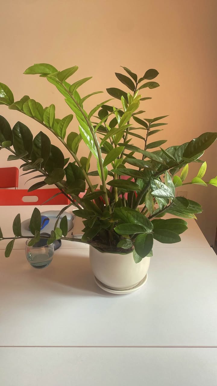 Đất thổ cư đường Lê Thị Riêng, Q12, 80m² chỉ 4 tỷ - Pháp lý rõ ràng!