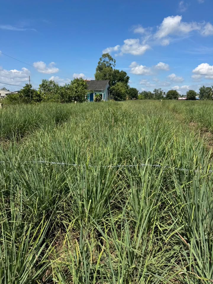 Đất vườn 1200m² xã Tân Phú Đông, Tiền Giang giá 430 triệu - Sổ hồng riêng, điện nước đầy đủ!