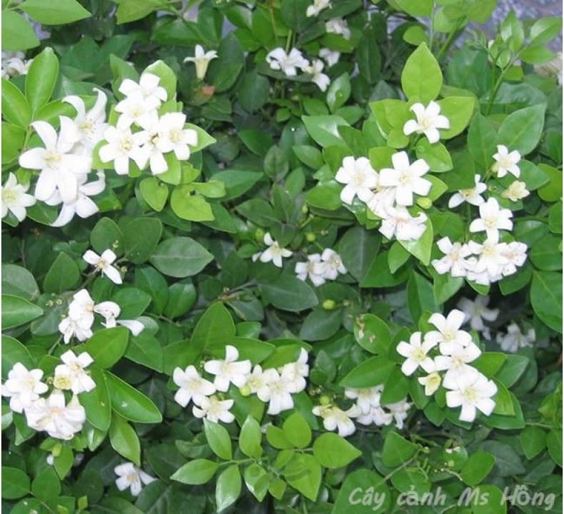 Đất nền kinh doanh Bạc Liêu 51m² giá 2.4 tỷ - Giảm ngay 100 triệu!