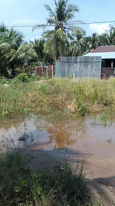 Đất nền Tân Hội, Cai Lậy 150m² giá 500 triệu - Đầu tư sinh lời!