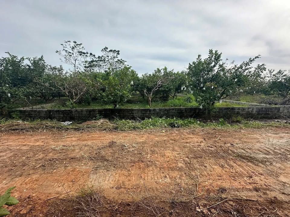 Đất vườn Sài Sơn 288m² giá 950 triệu - Sổ hồng chính chủ, ô tô vào tận nơi!