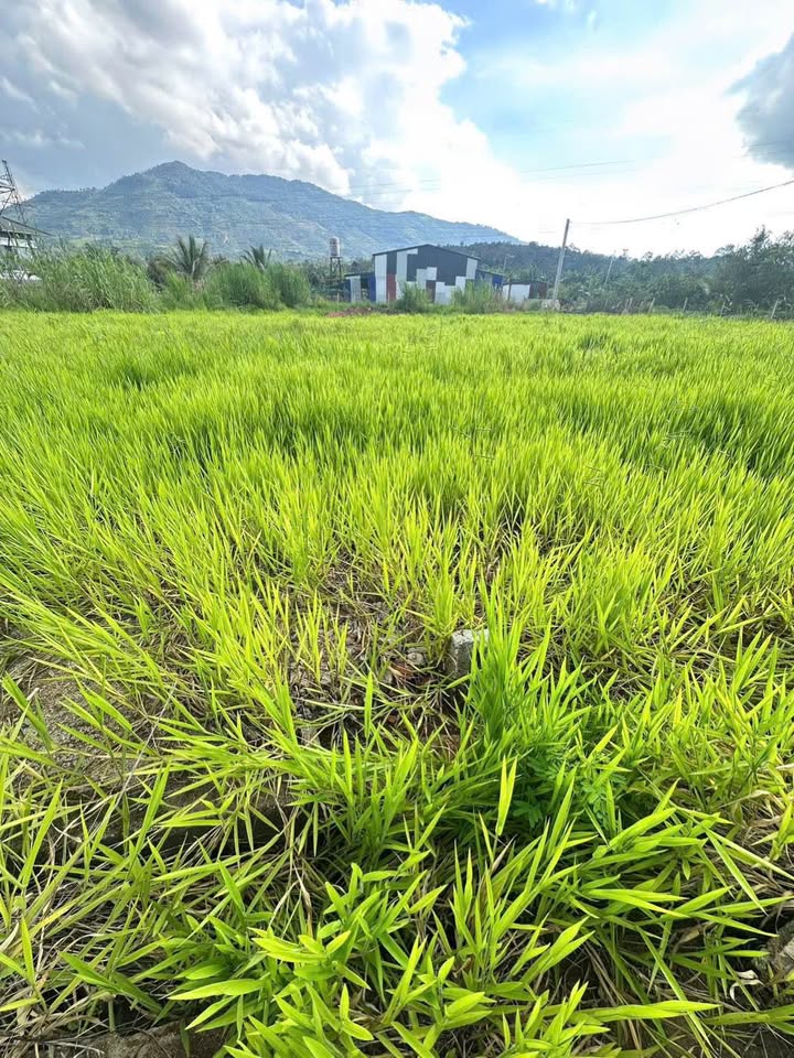 Đất nghỉ dưỡng B'Lao Bảo Lộc 613m² giá 2.9 tỷ - Sẵn sàng đầu tư!