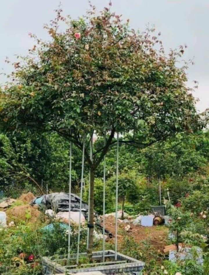 Đất nền Thống Nhất Buôn Hồ 525m² giá 1.6 tỷ - Sổ đỏ chính chủ, đầu tư sinh lời!