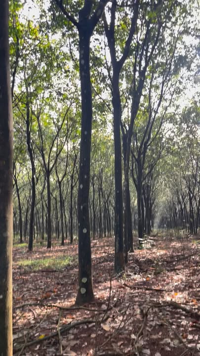 Farm đất cao su Long Hưng 1,2 tỷ - Sẵn sàng cạo ngay!