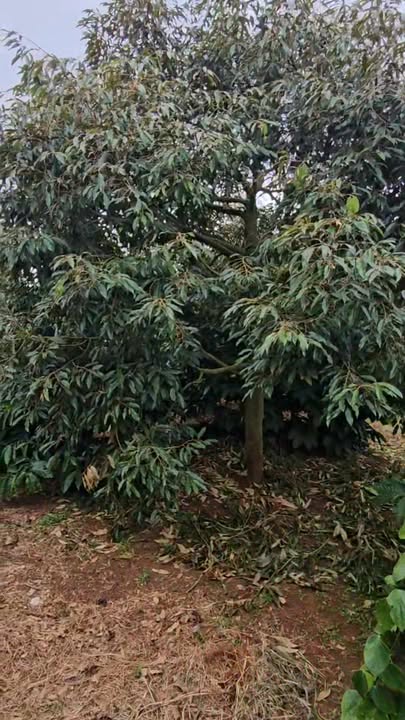 Rẫy bán tại P. Bình Tân, Buôn Hồ, Đắk Lắk - 4 sào, giá chỉ 2.15 tỷ!