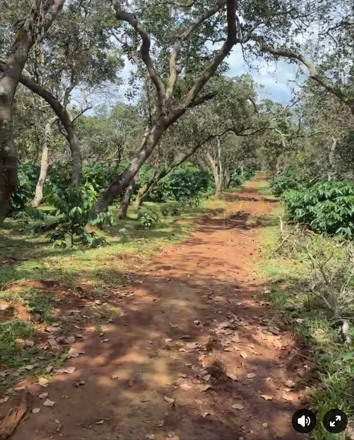 Đất nền Thọ Sơn Bù Đăng 37.000m² giá 6.4 tỷ - Cơ hội đầu tư sinh lời!