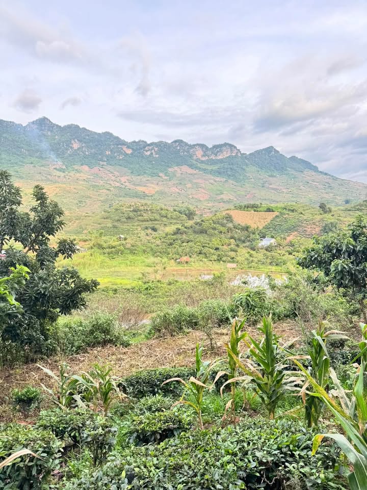 Đất nền Chiềng Khoa Vân Hồ 3000m² giá 1.2 tỷ - View cực đỉnh gần cao tốc!