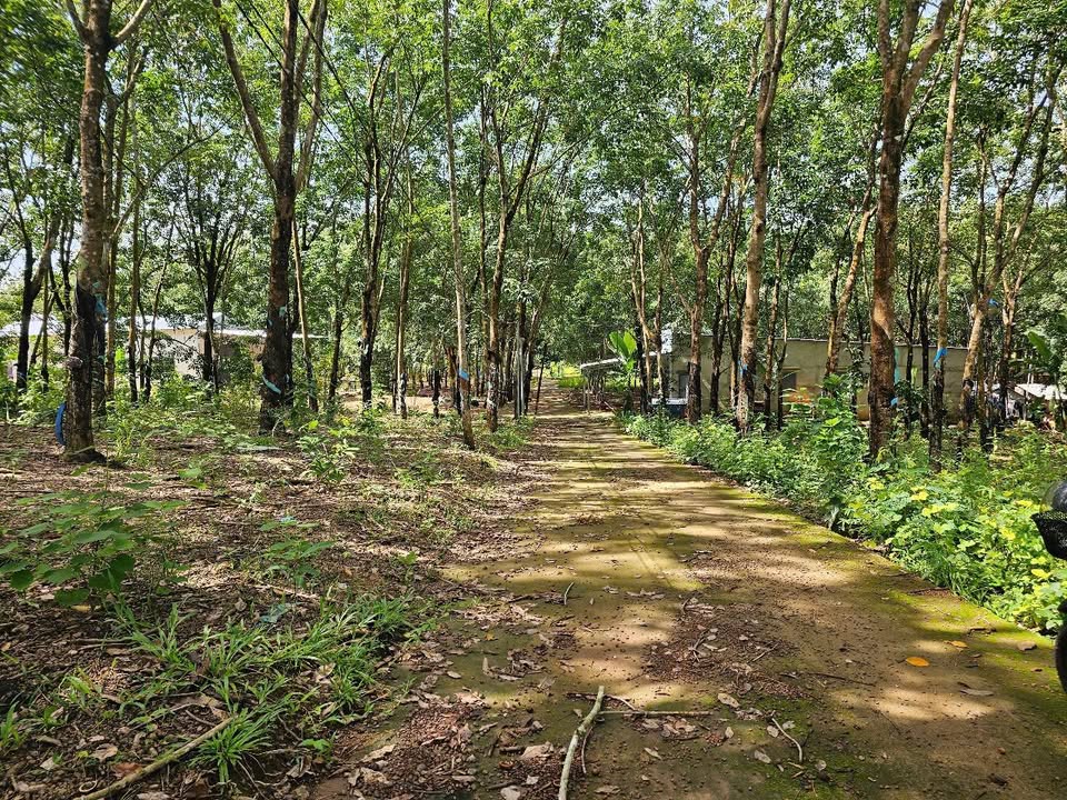 Đất nền 90,000m² tại Bù Đốp, Bình Phước - Giá 1.25 tỷ - Đầu tư sinh lời ngay!