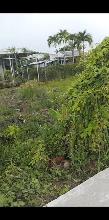 Đất nền Tân Mỹ Chánh, 99m² giá 800 triệu - Cơ hội đầu tư hấp dẫn!