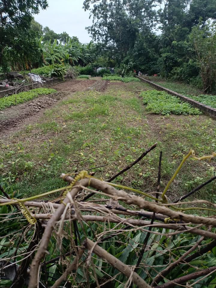 Đất thổ cư Thiên Lộc, Đông Anh 94m² - Mặt tiền 5m, giá thỏa thuận!