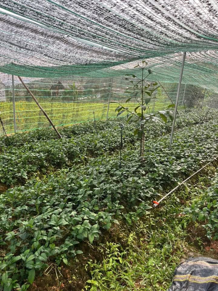 Bán đất hẻm Ngô Tất Tố, Lộc Châu, 560m² giá 1.05 tỷ - Đầu tư sinh lời!