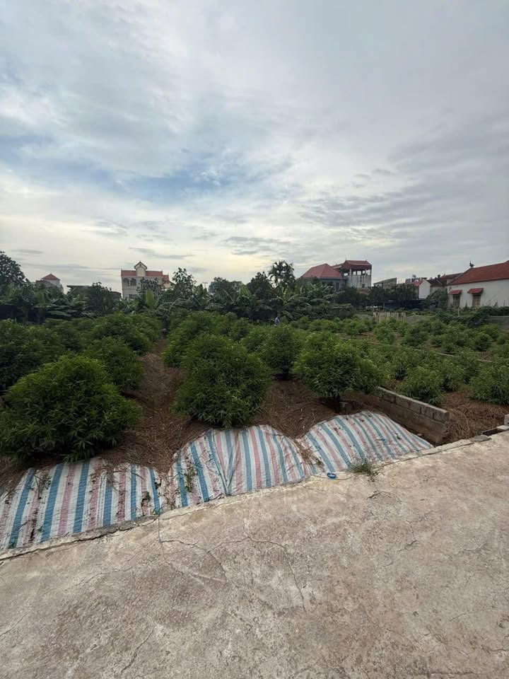 Đất nền thổ cư xã Vân Tảo, Thường Tín, Hà Nội 86m² giá 2.588 tỷ - Đầu tư sinh lời ngay!