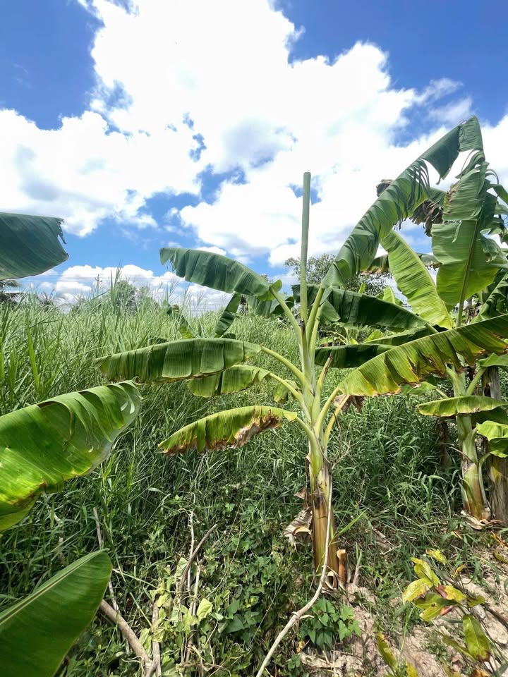 Đất thổ cư Hồ Thị Kỷ, Thới Bình 639.8m² giá 1.1 tỷ - Sổ đỏ chính chủ!