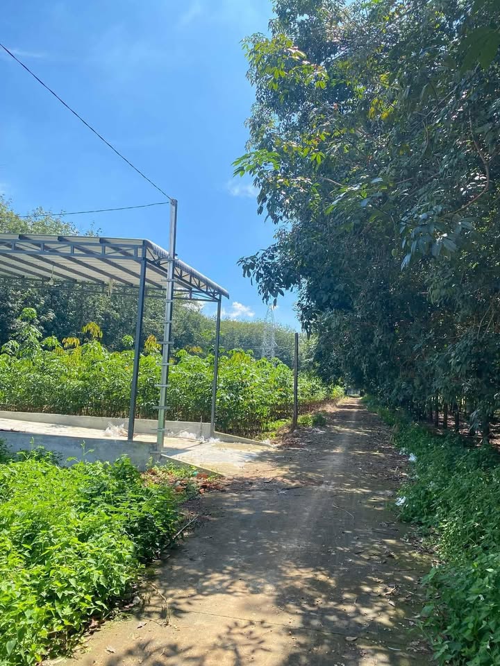 Đất thổ cư Tổ 27 Tân Lập 155m² giá 430 triệu - Cơ hội an cư lý tưởng!