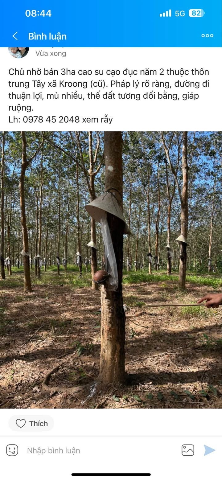 Đất cao su 3ha tại xã Kroong, Kon Tum - Giá thỏa thuận, pháp lý rõ ràng!