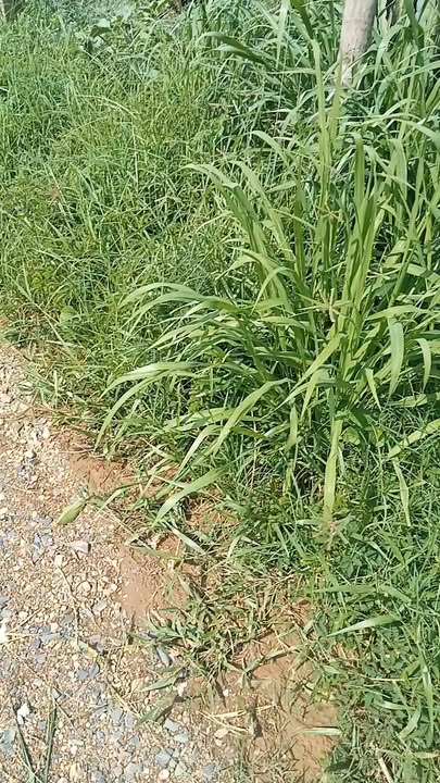 Farm thanh long Tân Lập, Hàm Thuận Nam 10.000m² giá 2.69 tỷ - Đầu tư sinh lời ngay!