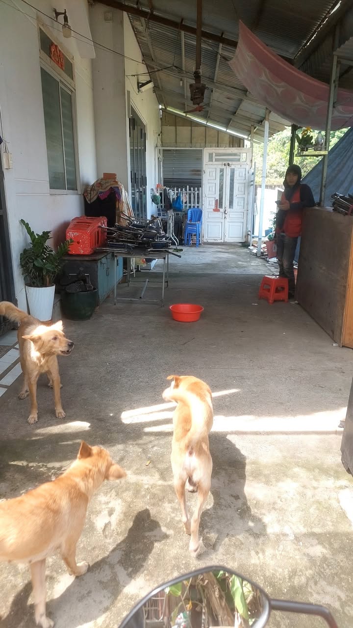 Đất nền Linh Xuân Thủ Đức 55m² giá chỉ 300 triệu - Cơ hội sở hữu ngay!